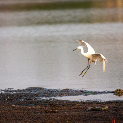 bird-landing-square